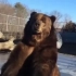 俄罗斯人：熊是最通人性的
