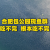 合肥包公园现鱼群，吃不完，根本吃不完