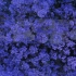 【蓝花楹】它的花语是：“在绝望中等待爱情，你来或不来它都在枝头绽放，在绝望中永恒期待”