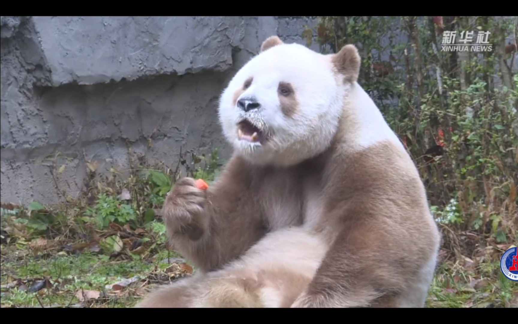 秦岭已发现10次棕色大熊猫，七仔有很多一样的小伙伴啊
