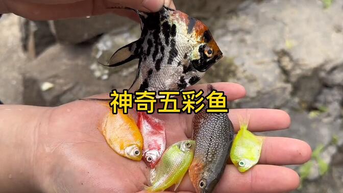 鱼多久能下小鱼崽 0503a32afedc3b2923c274f9d1c9b249d3e7113f.jpg@672w_378h_1c_!web-search-common-cover