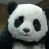 【沙雕广告】哈哈哈哈，笑死，怎么会有人不喜欢熊猫呢~