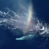 这也太美了吧！鲸鱼群喷出一道道彩虹！
