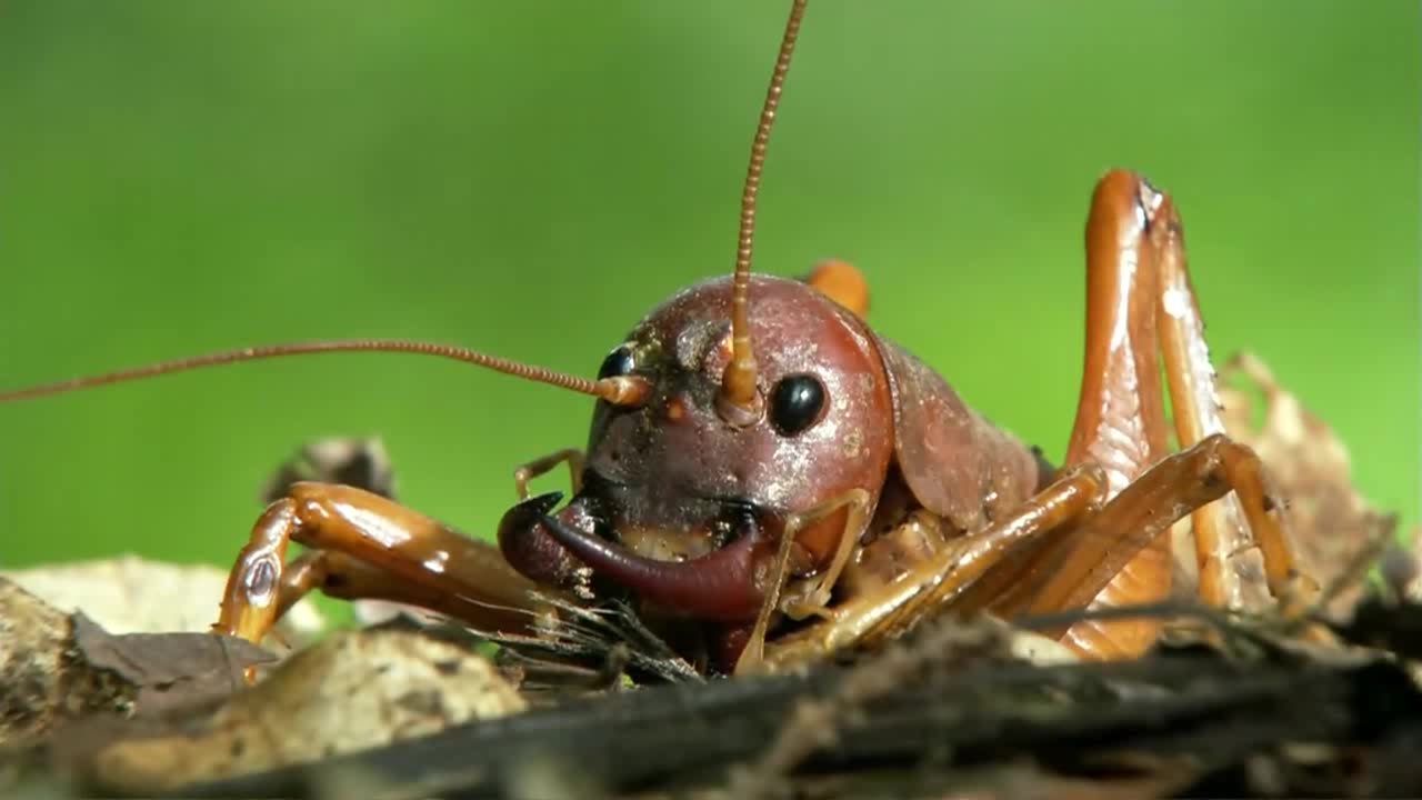 獠牙沙螽介绍