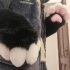 【fursuit】150元低价定制兽爪！可爱的黑白爪！接定制咯！