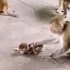 大猴殴打掀翻发颠的小猴宝，太残忍了