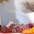 「生骨肉」又是小猫咪吃饭香喷喷的一天