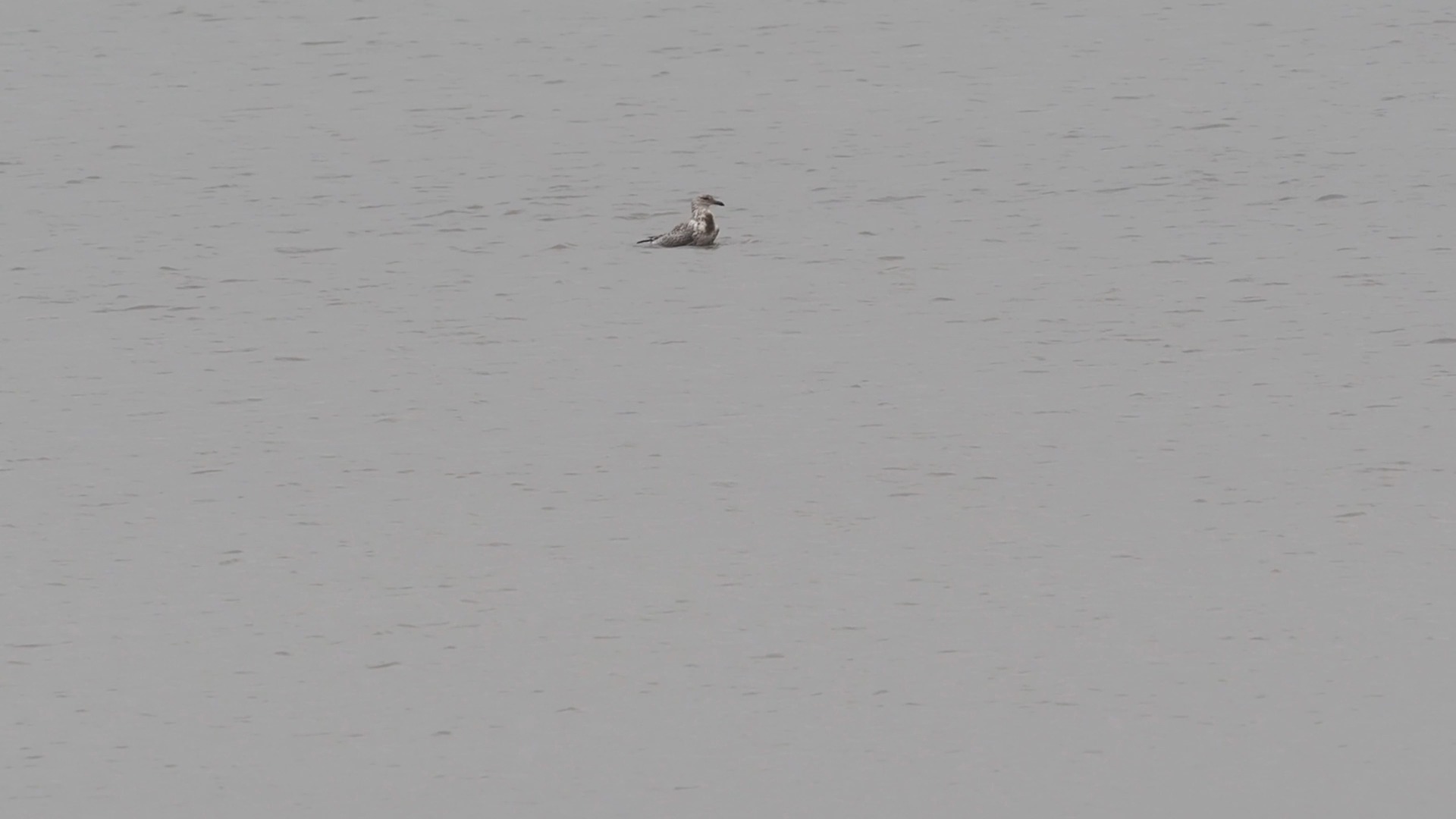 【西伯利亚银鸥】超级搞笑的游水姿势