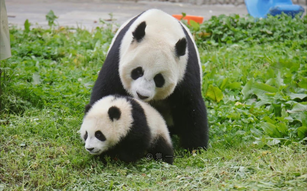 这是我见过的最搞笑最温馨的大熊猫亲子时光。【小优、绣球】