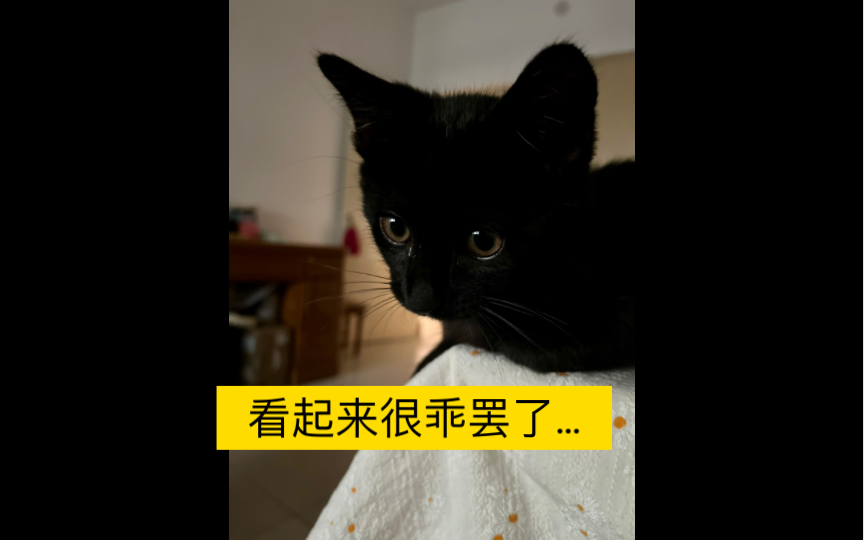 看起来很乖但是咬人凶凶的小猫一枚呀
