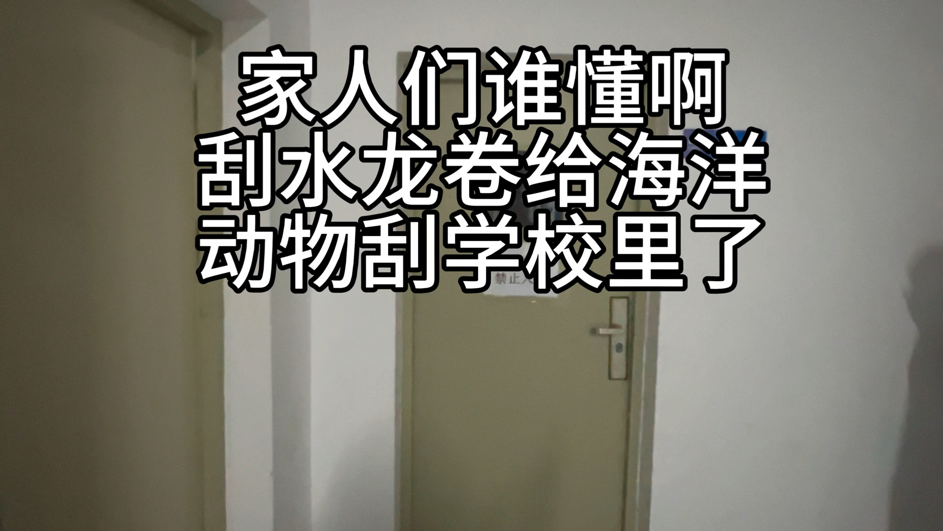 选择你今日的精灵