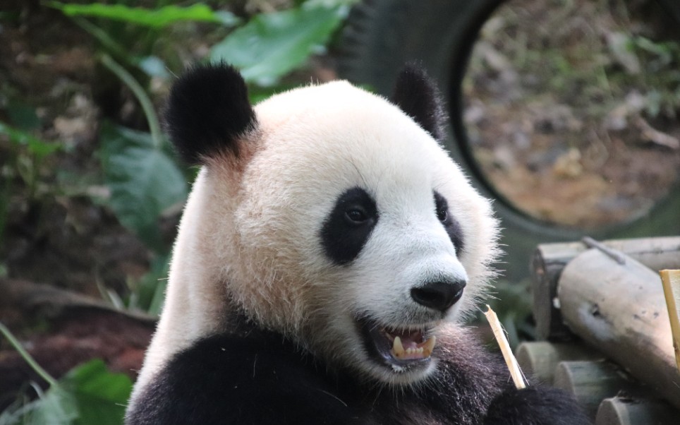 【大熊猫】亲亲吃竹