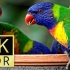 8K HDR 60FPS Dolby Vision - Amazing Parrots Special Collecti