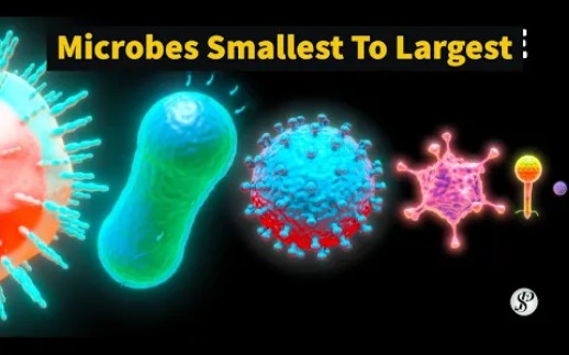 微生物大小从最小到最大的比较| 微生物种类大小比较