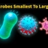 微生物大小从最小到最大的比较| 微生物种类大小比较