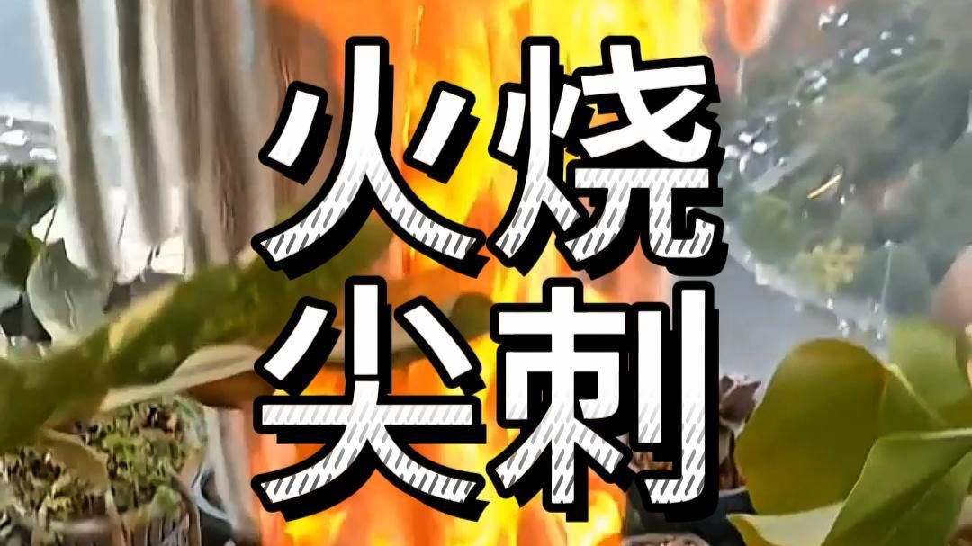 九尾狐仙人掌点火有什么作用？仙人掌为什么要用火来烧？