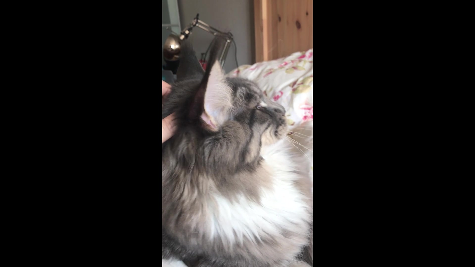 【云养猫】缅因猫富贵儿sama日常按摩