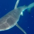 【纪录】捕鱼人海中遇到鲨鱼 第一视角