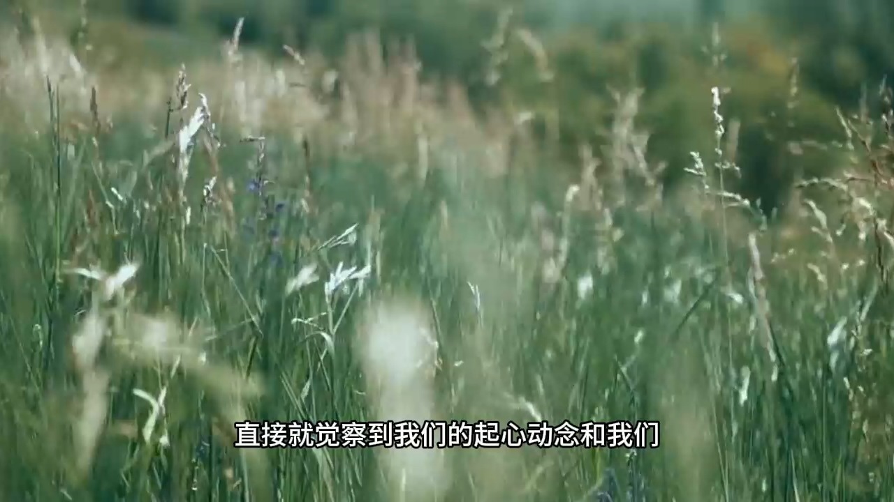 你以为的自己真的是自己吗？如果你还在被各种烦恼和情绪纠缠，那这个视频一定要耐心看完！