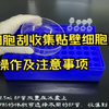 细胞刮收集贴壁细胞的操作及注意事项