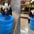 俄罗斯动物园分享熊猫如意在俄“狂野”日常，网友笑翻：入乡随俗？