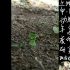 【土壤中小动物丰富度的研究 改良版】以Vlog形式呈现的实验视频