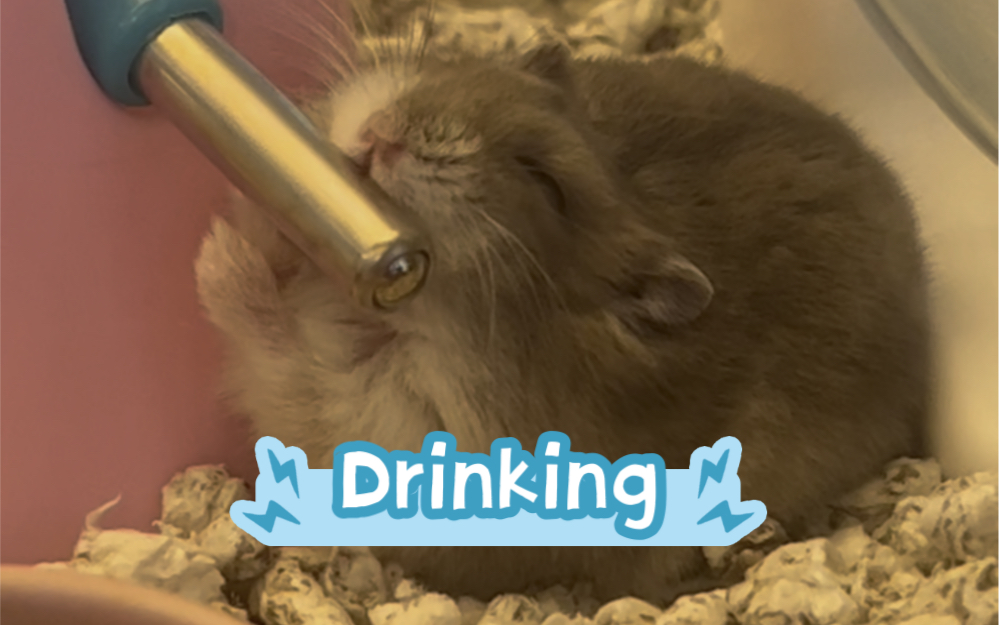 仓鼠小知识 2 - 水壶 vs 水碗