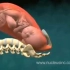【生物】婴儿分娩过程-3D动画演示