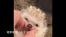 刺猬视频全集大全 05e80e34ce66ef2063b99f236581cb07d440ab1a.jpg@280w_158h_1c_100q.jpg