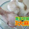 懒得长毛的猫告诉你 夏天强行给猫剃毛 3个麻烦等着你