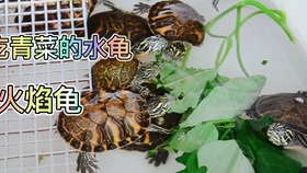 061af9bec8a4f8de1900deda6015c7d6747f2dc9.jpg@280w_158h_1c_100q.jpg