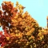 自然风景唯美 枫叶树叶空镜秋天风景素材 短视频素材
