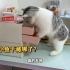 帮我看一下这猫正经不？别人家的猫跟我家的猫区别也太大了吧！