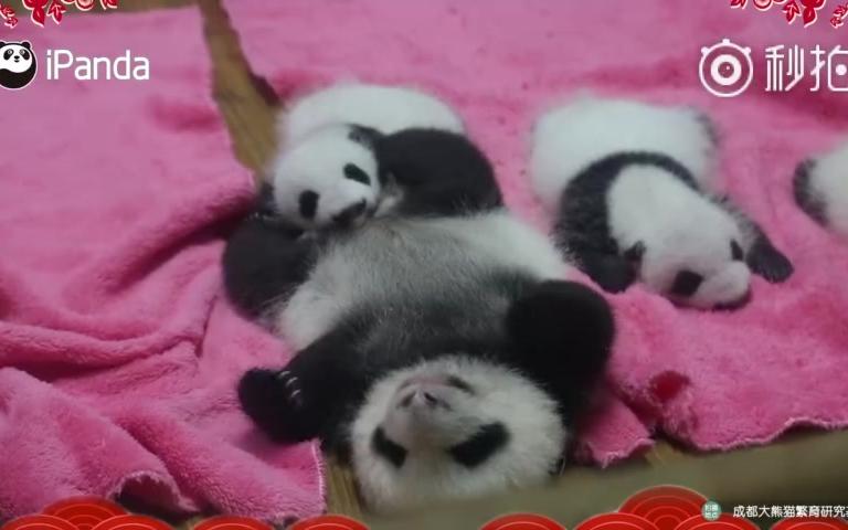 熊猫的视频大全播放 065cacf83992c486a0859c6590d1449c47bbee77.jpg
