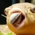 斑马狗头鱼吃蛤蜊，像嗑瓜子一样！