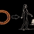线描简笔画动图演示：生物进化---从单细胞生物到人类的进化历程