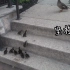励志|小鸭子爬楼梯