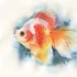水彩绘制金鱼过程