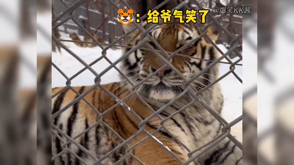 盘点动物们的无语时刻 #动物迷惑行为 #不干人事 #搞笑