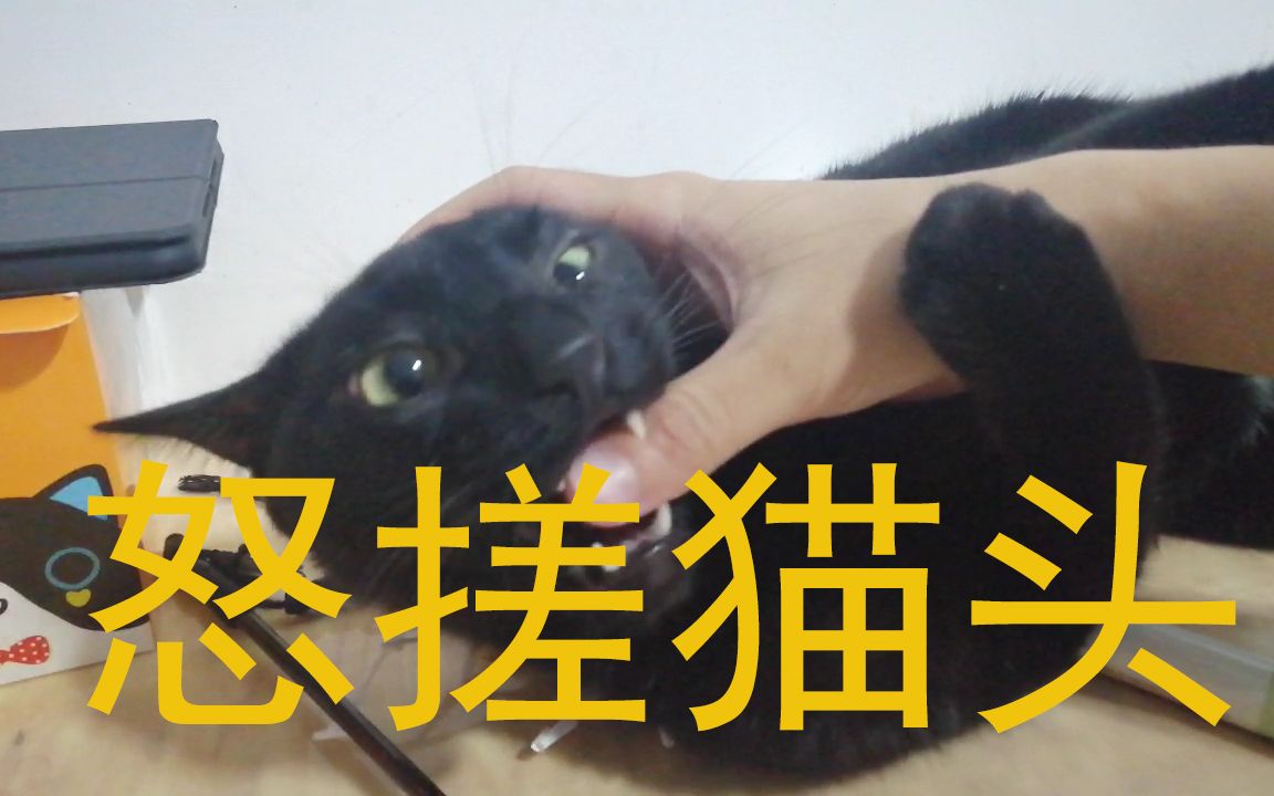 怒搓猫头_哔哩哔哩)つロ 干杯-bilibili