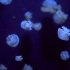 空镜头 海洋水母 大海 素材分享