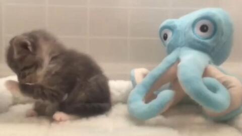 069bf084a3bda65ddbdfd4de050af781f43a1110.jpg@480w_270h_1c