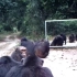 护林员在深林安装一面镜子 动物开始疯狂表演  猩猩的反应亮了