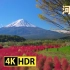4K HDR 新雪 富士 河口湖 Mt. Fuji With Fresh Snow At Lake Kawaguchi