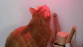 06a4dc7957cd3838d7da742dbc7231f127077cbd.png@280w_158h_1c_100q.jpg
