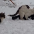 冰天雪地一群猫玩叠罗汉