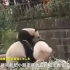 惊险！成都小女孩不慎坠入熊猫活动场地 仨团子踱步围观