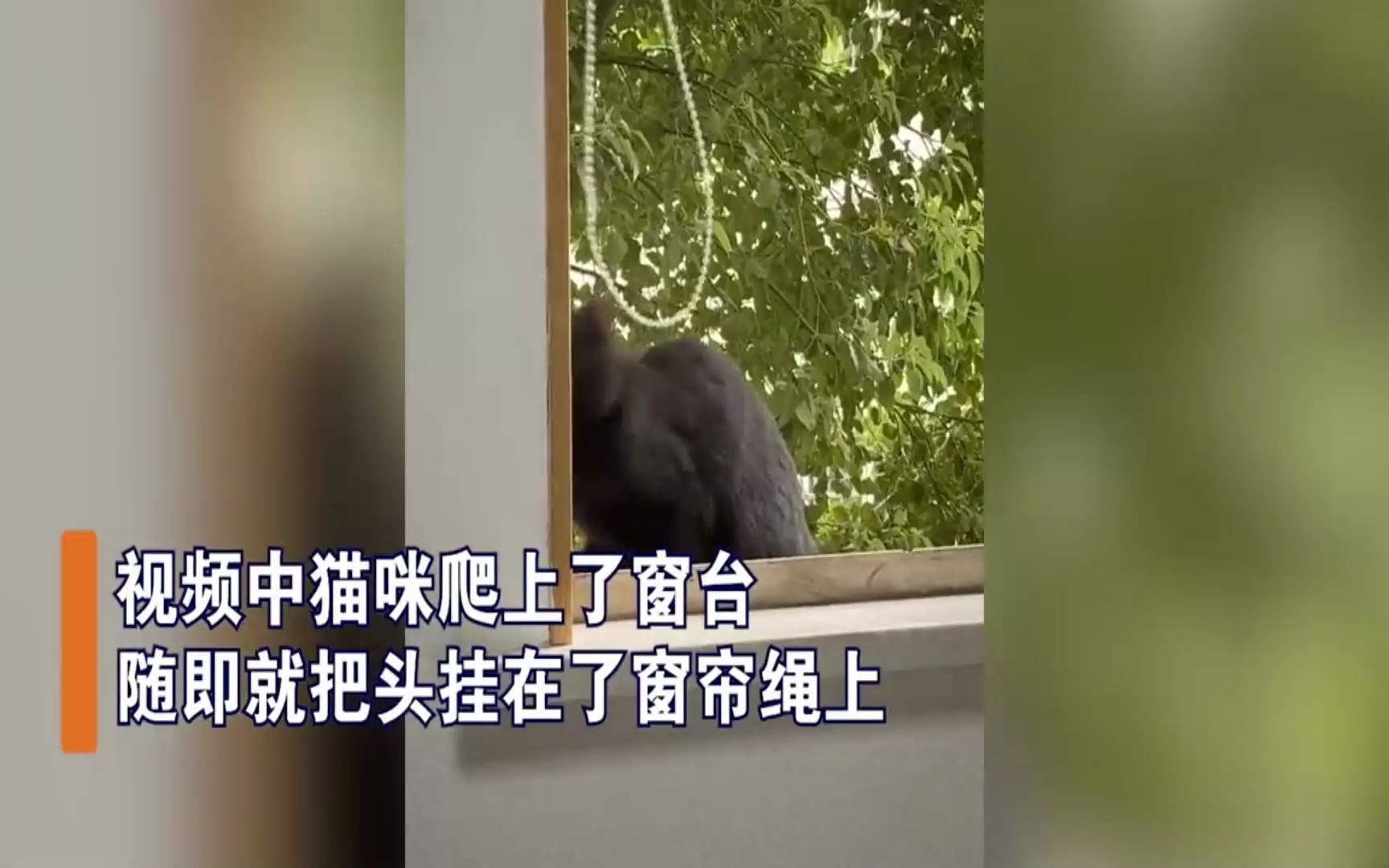 男子接到清理废弃猫舍的任务，结果开门瞬间破防：满屋猫咪尸体！