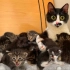畸形猫妈奶12只小猫：带我走吧，奶不动了 ！