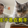 给B站最大的猫剃毛，一脸厌世地怒视：主人，你是在剪羊毛么